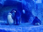 Grupo Oceanic celebra os “paizões”  da vida real… e do fundo do mar