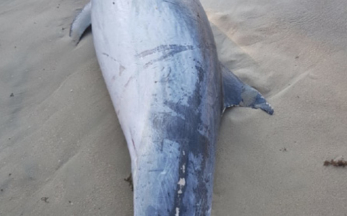 Pescadores teriam cortado a cauda do golfinho pra tirá-lo da rede