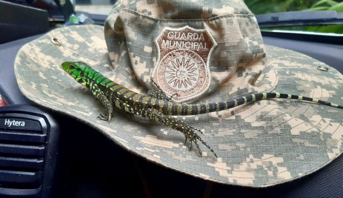 Teiú é resgatado em BC (Foto: Divulgação)