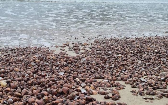 Muitas pessoas têm catado as conchinhas para fazer sopas e caldos, mas é perigoso à saúde {Foto: Leitor