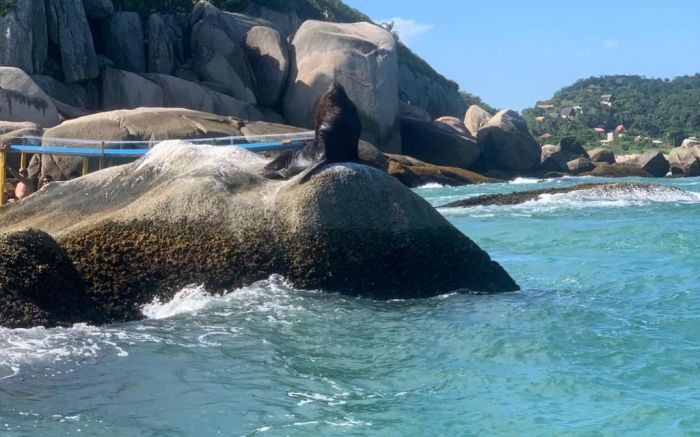 Leão-marinho estava descansando em um pedra (Foto: Quidinho)