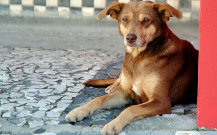 Quem maltratar dog pode ser preso e pagar multa
(foto: ilustrativa)