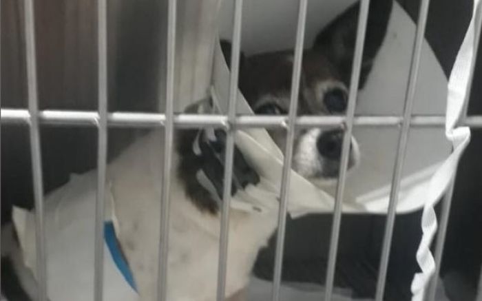 Vizinhos tiveram doguinhos atacados e temem novos ataques dos pitbulls
(Foto: Divulgação)