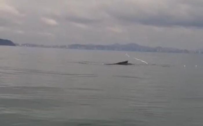 Baleia jubarte está visitando a região desde a semana passada {Foto: reprodução}