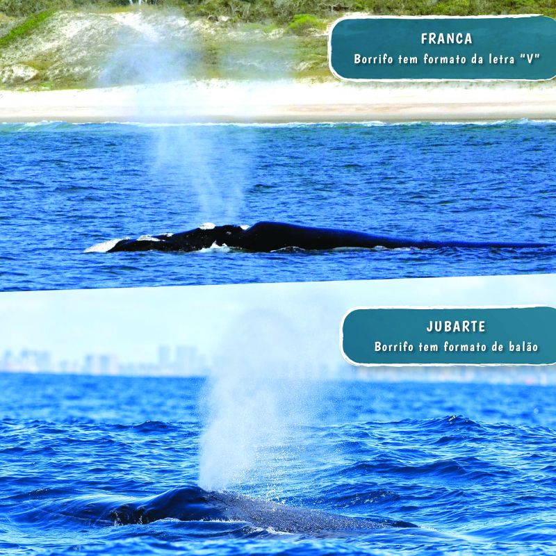 Conheça as diferenças entre as duas espécies 