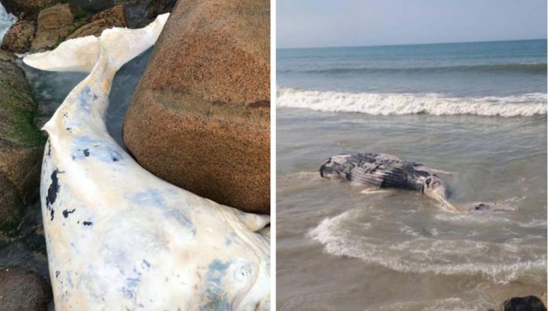 Segundo o instituto Australis, até junho foram 14 casos de baleias-jubarte presas em redes de pesca no Brasil