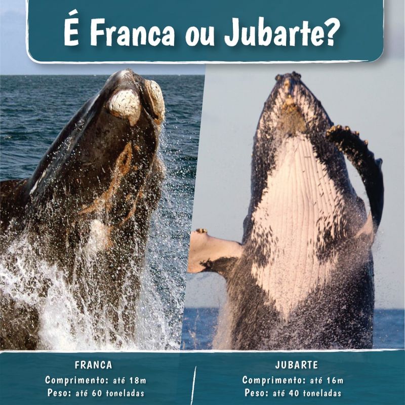 Saiba como diferenciar as espécies (foto: ilustração Instituto Australis)