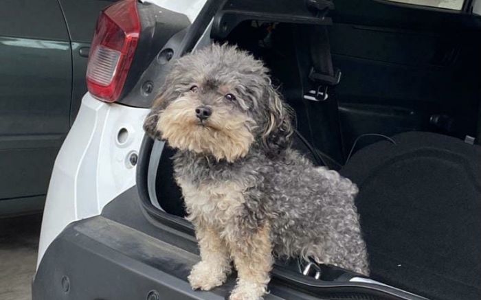 Cachorro quebrou as patas e lesionou a coluna. Foto: Divulgação