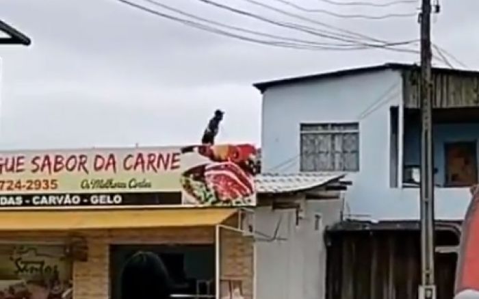 Escalou telhados e arremessou telhas e pedras
(Foto: Reprodução)