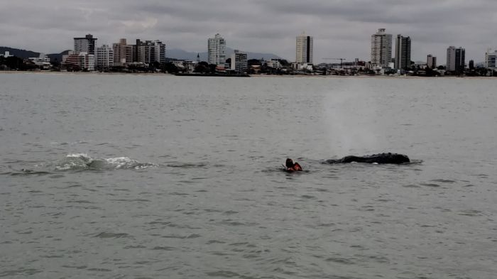 Baleia ficou enleada em redes de pesca (Foto: IAMB)