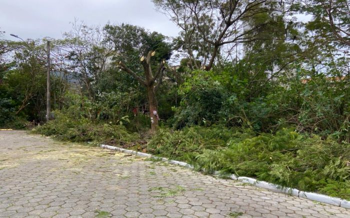 De acordo com a Prefeitura, houve apenas uma “poda de árvores” a pedido do departamento de Iluminação. (Fotos: Leitor)