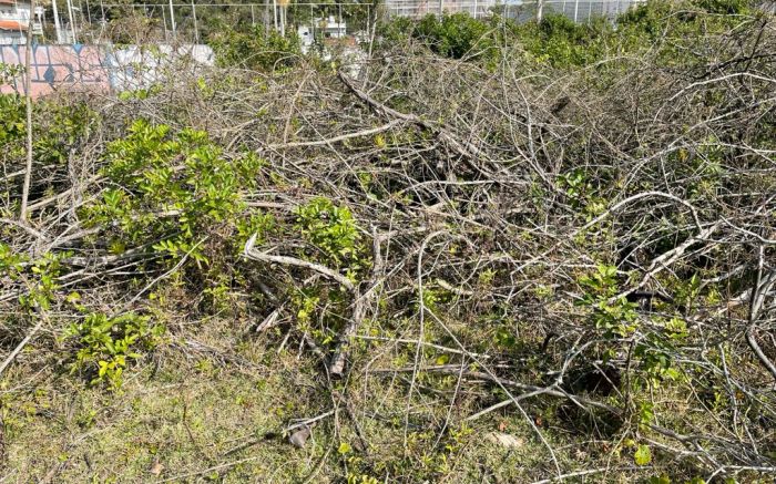 Inis deu um documento à moradora atestando que não havia necessidade de autorização ambiental para cortar as árvores (Foto: Leitor)