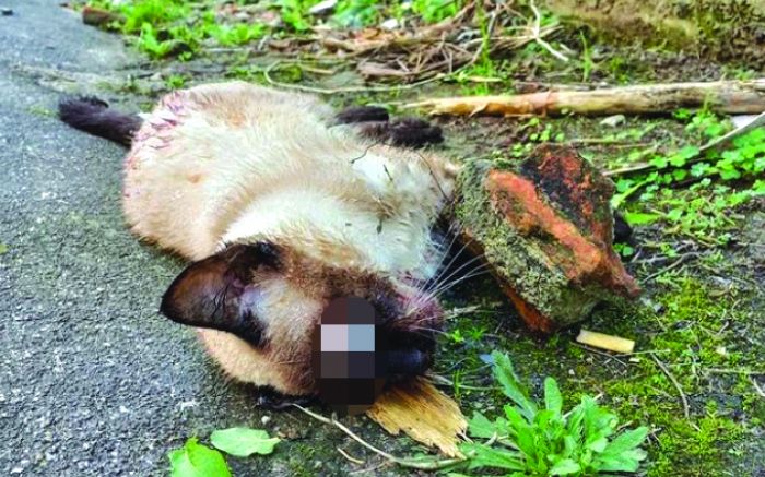Gatinho foi encontrado ao lado do tijolo sujo de sangue
Foto: Divulgação)