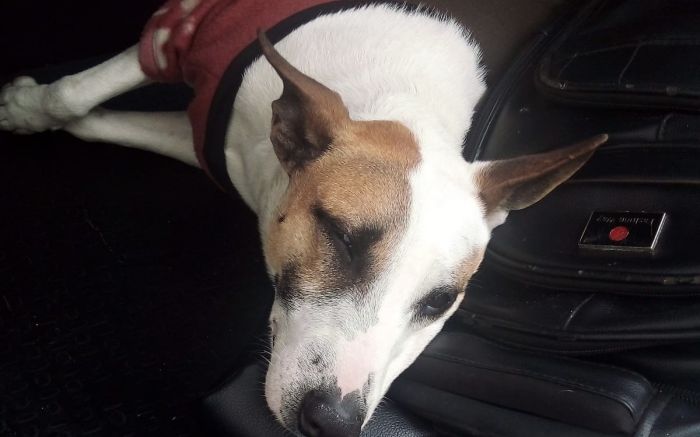 Testemunhas denunciaram o 
agressor que tentava enforcar o cão

Foto: Divulgação