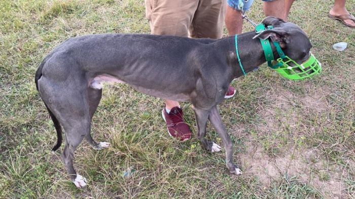 Cães galgos usados em corridas clandestinas foram resgatados em Araranguá em maio (Foto: Divulgação PMSC)