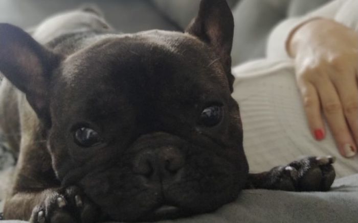Bruce tem apenas 1 ano de idade e pelo tigrado; é dócil e carinhoso. Foto: Divulgação