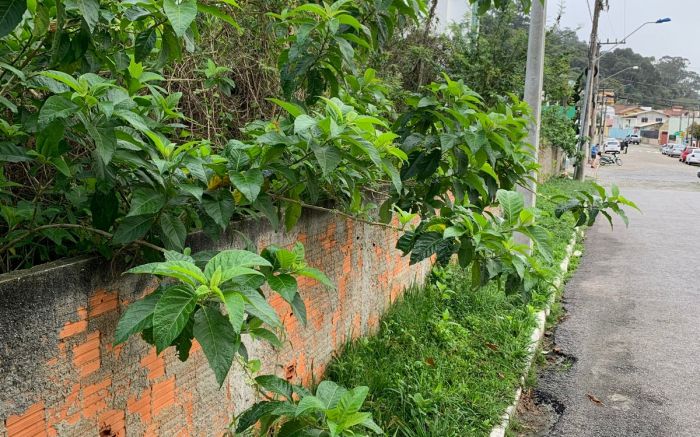 Última limpeza pelo proprietário foi em 2019. Crédito: Divulgação