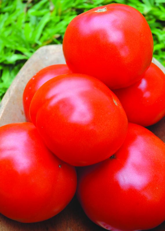 Com o frio, a colheita do tomate fica mais demorada