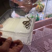 miniatura galeria