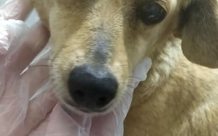ONG resgatou animal, mas precisa pagar despesas médicas
(foto: divulgação)