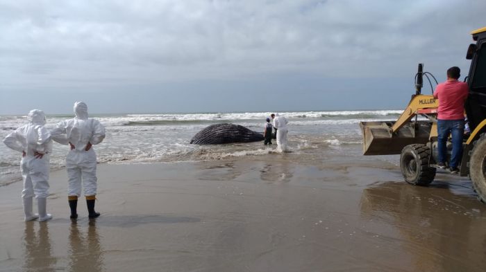 Só neste ano 26 jubartes encalharam mortas nas praias