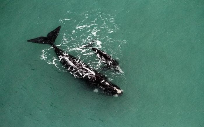 Os pesquisadores encontraram animais que já haviam sido localizados anteriormente no litoral Foto: ProFranca/Divulgação