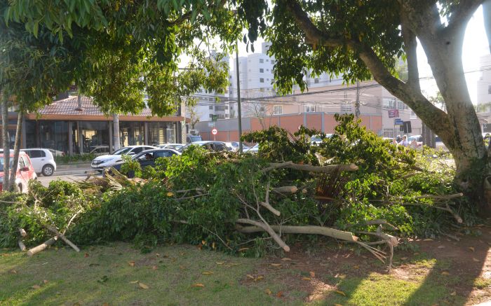 Árvore foi podada na sexta-feira e galhos passaram o final de semana na praça da Beira-rio (Foto: Leitor)