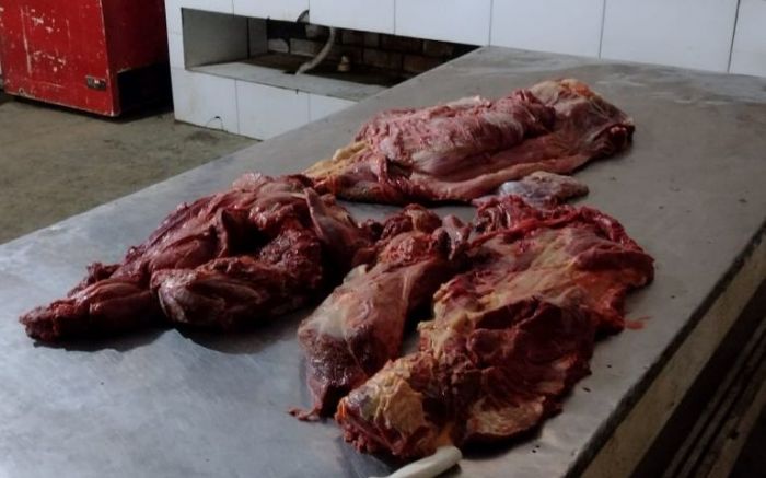 Delegado explica imagens chocantes de carne de cachorro que teriam sido  achadas em SC