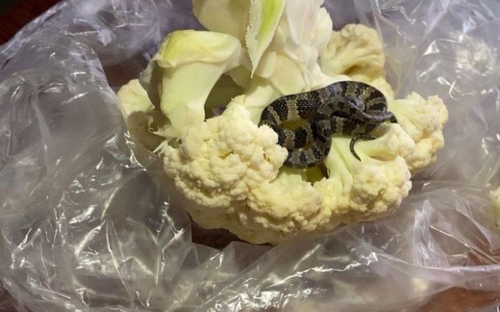 Cobra é uma jararaca dormideira
(Foto: Divulgação)