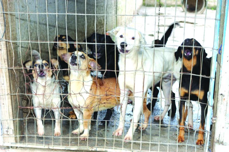 Cachorro protagonista de A Dama e o Vagabundo foi resgatado de