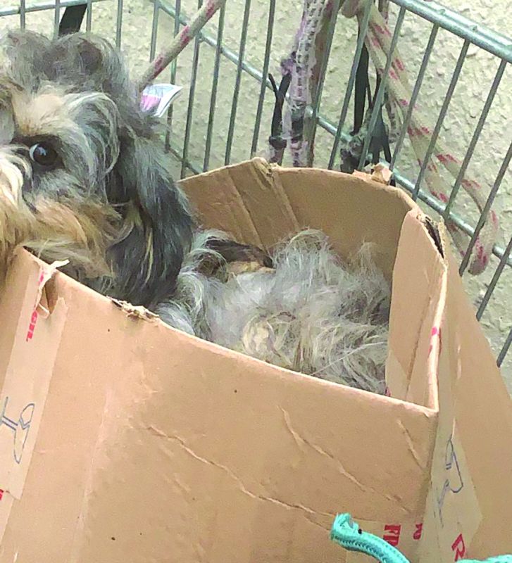 Isi tava sendo levada em carrinho de andarilho com filhotes de dois dias (foto: leitor)