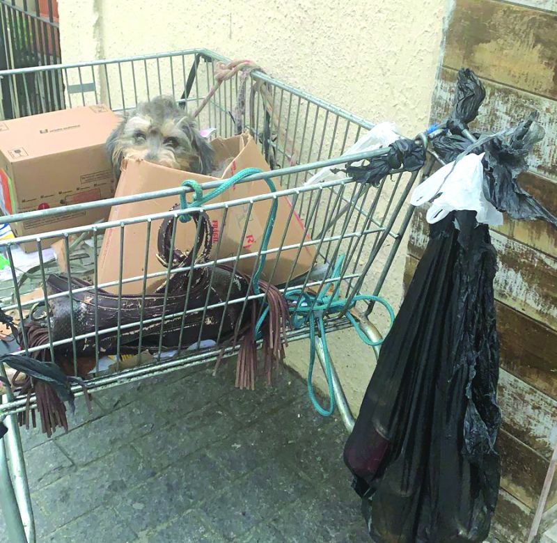 Isi tava sendo levada em carrinho de andarilho com filhotes de dois dias (foto: leitor)