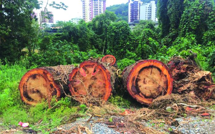  Entidade ambiental questionou derrubada de árvore que tinha cerca de 25 metros de altura (foto: divulgação)