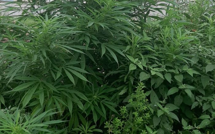 Pé de maconha deu bandeira ao lado do boldo (Foto: Divulgação)
