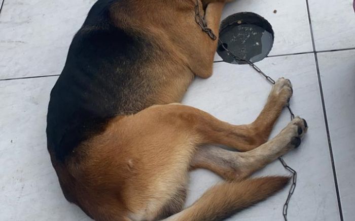 Ele é um cachorro dócil, brincalhão e se dá bem com outros animais. (Foto: Leitora)