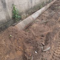 Cachorro morre após ataque de abelhas