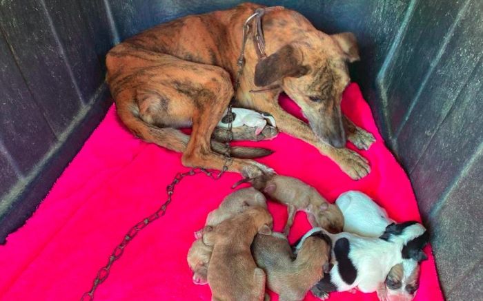 Bichinhos sofrem maus tratos pelo dono
(foto: divulgação)