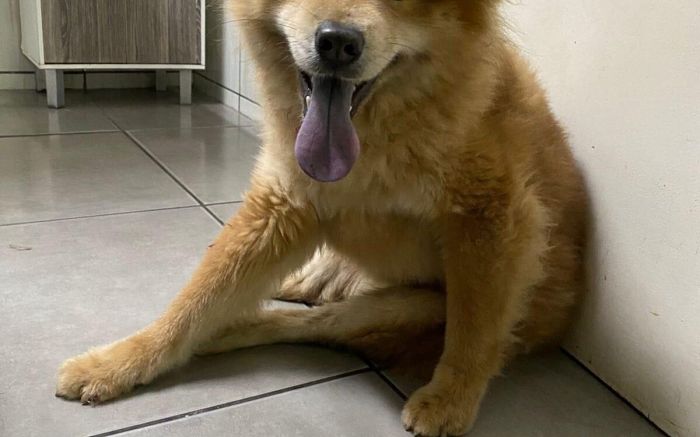 Cão de raça estava sozinho na rua Foto: Divulgação/ Leitora