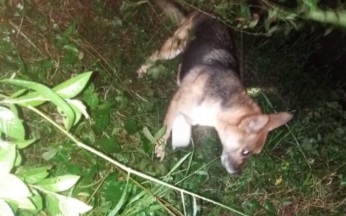 Cão foi sedado para ser transportado (Foto: Divulgação)