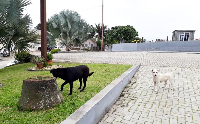 Quatro dogs foram abandonados numa só noite entre o salão paroquial, escola e cemitério de Medeiros. Foto Ruth Pereira.