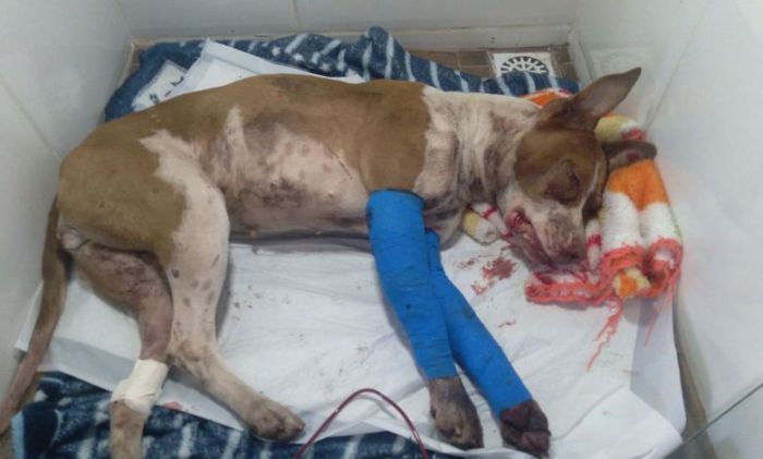 Pitbull Shakira tá ferida na cabeça e nas patas
Foto Divulgação.