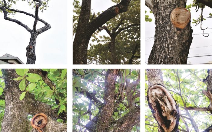 Imagens são registros da vizinhança sobre árvores decepadas
. Fotos Divulgação.