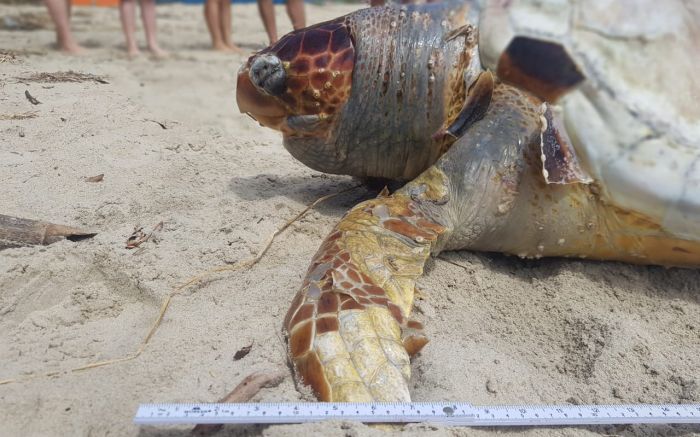 Em Penha apareceram duas tartarugas mortas, uma Oliva e outra Cabeçuda (Foto: Divulgação Unidade da Univali de Penha)