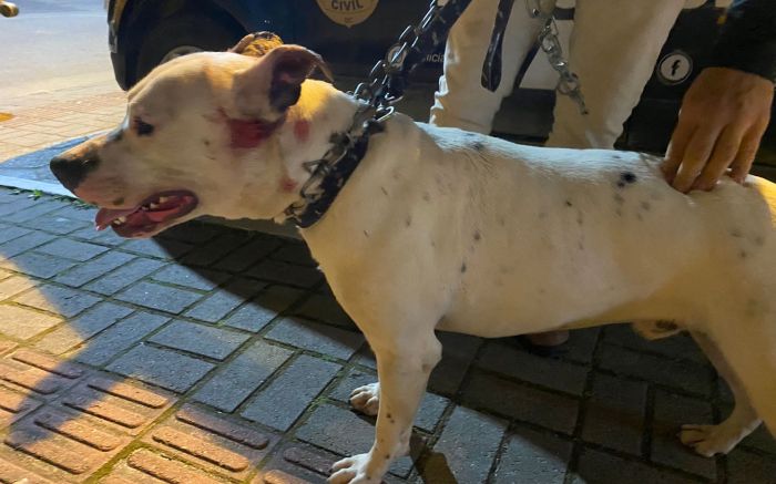 Cães estavam feridos das brigas
(Foto: GOR/Divulgação)