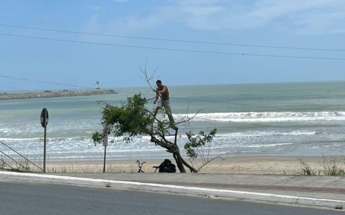 O homem não indicava ser um prestador de serviço de poda. (Foto: Leitora)