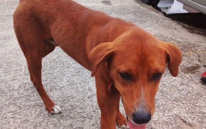 A cuidadora do cãozinho diz que ele apareceu no prédio com uma coleira, só que ela não continha informações dos donos (Foto: Leitora)