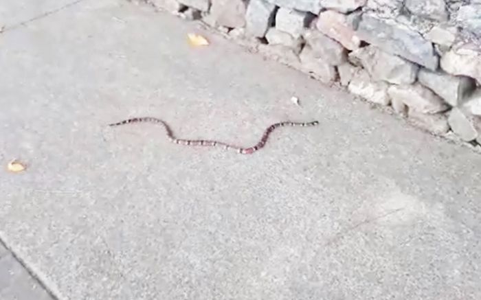 Vídeo mostra serpente deslizando em direção à mureta de pedras, onde pôs vós
Foto: Divulgação 