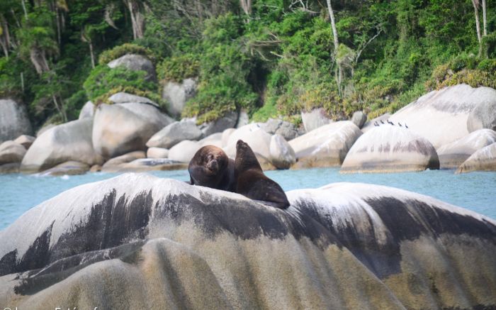 Animais foram fotografados em Bombinhas
(Foto Kaowey fotógrafo)