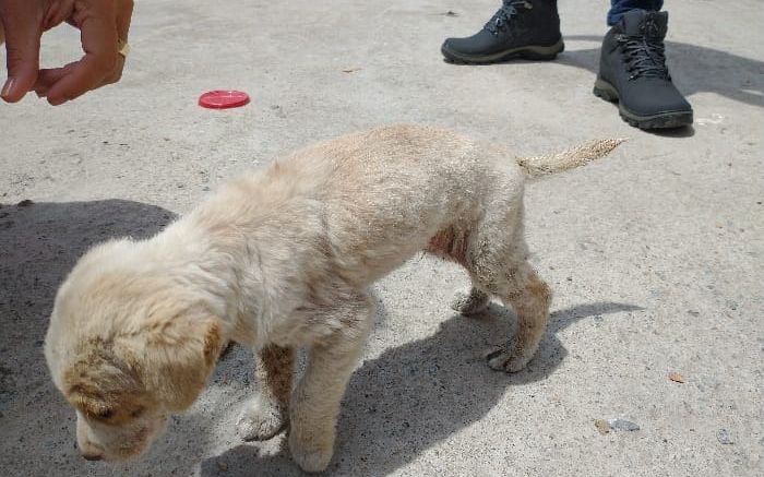 Mulher mantinha um cão morto, no quintal de casa, e outro muito judiado
(foto: divulgação)
