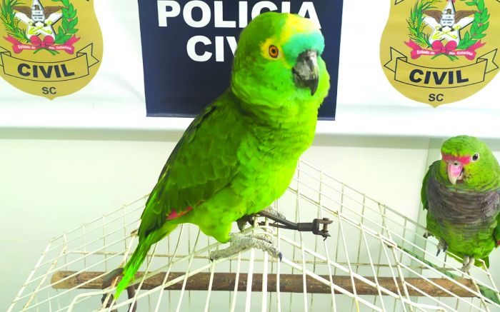 Além de carga de alho desviada, bandidos tinham aves silvestres presas em casa (foto: divulgação)
